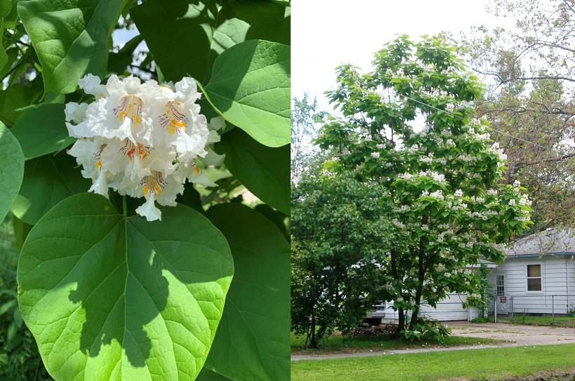 Catalpa flowers and tree